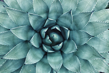 Closeup of an agave succulent plant