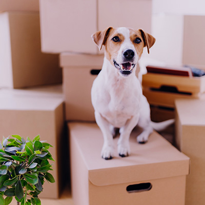 Moving boxes with a smiling Jack Russell terrier dog sitting on top ready for moving day